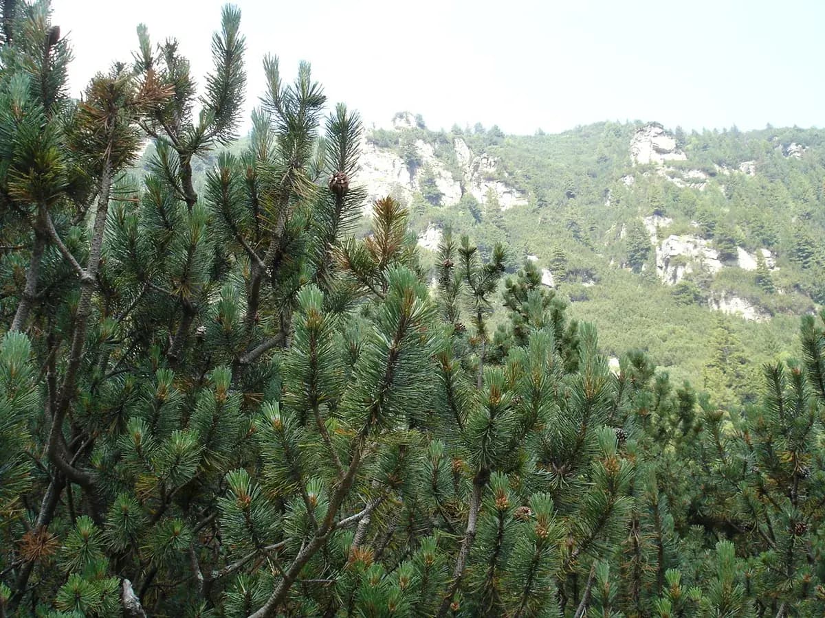 Pino enano de montaña — foto real