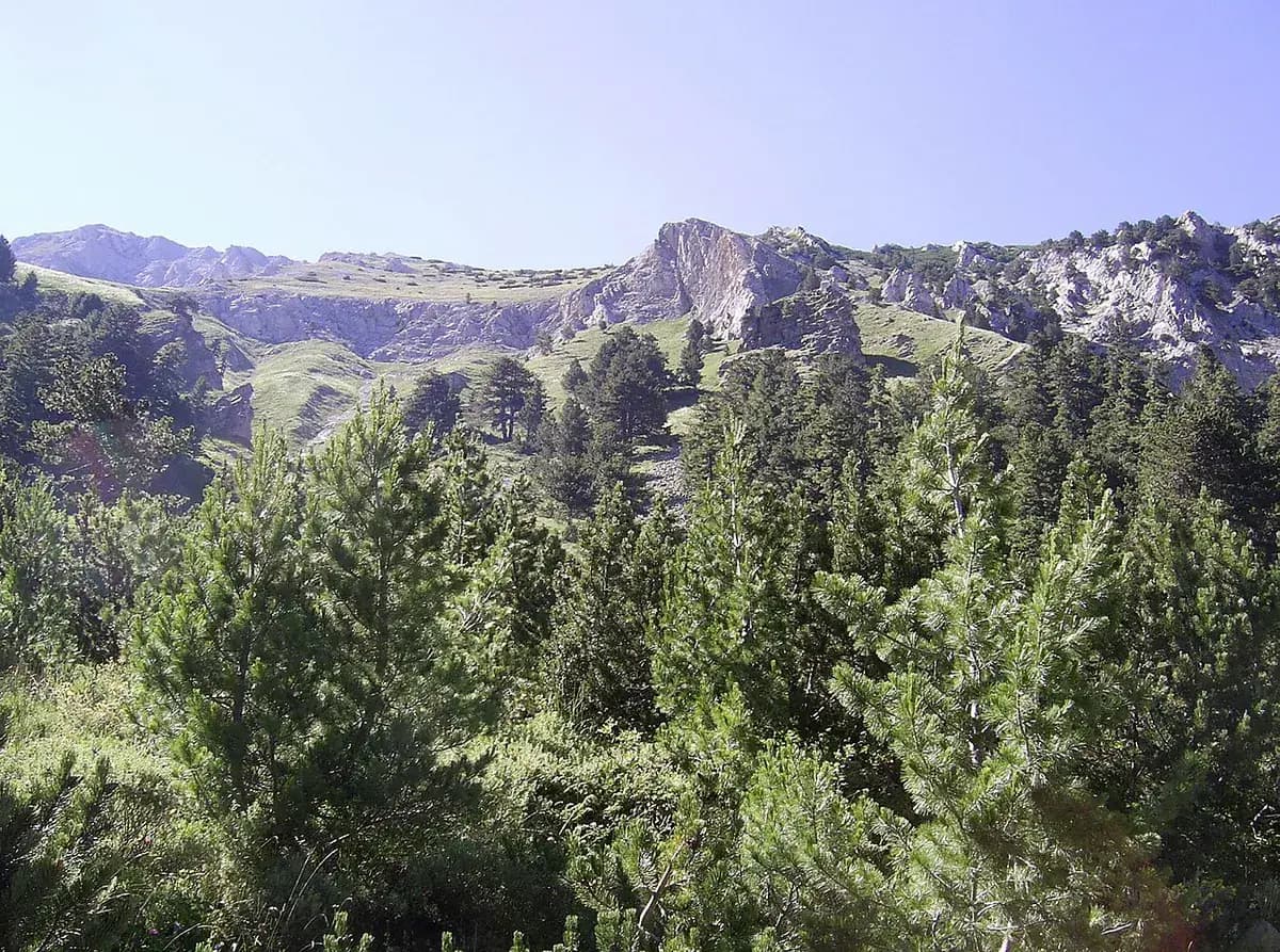 Pino enano de montaña — foto real