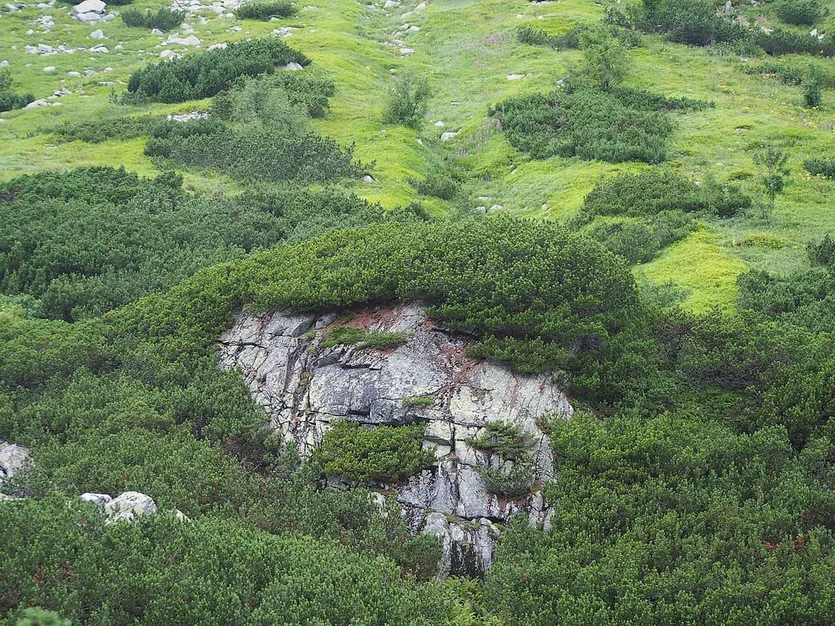Pino enano de montaña — foto real
