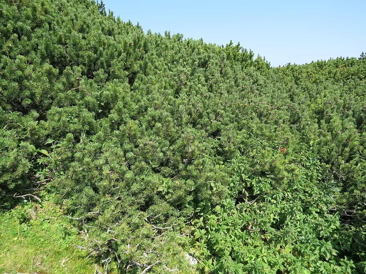 Pino enano de montaña — foto real