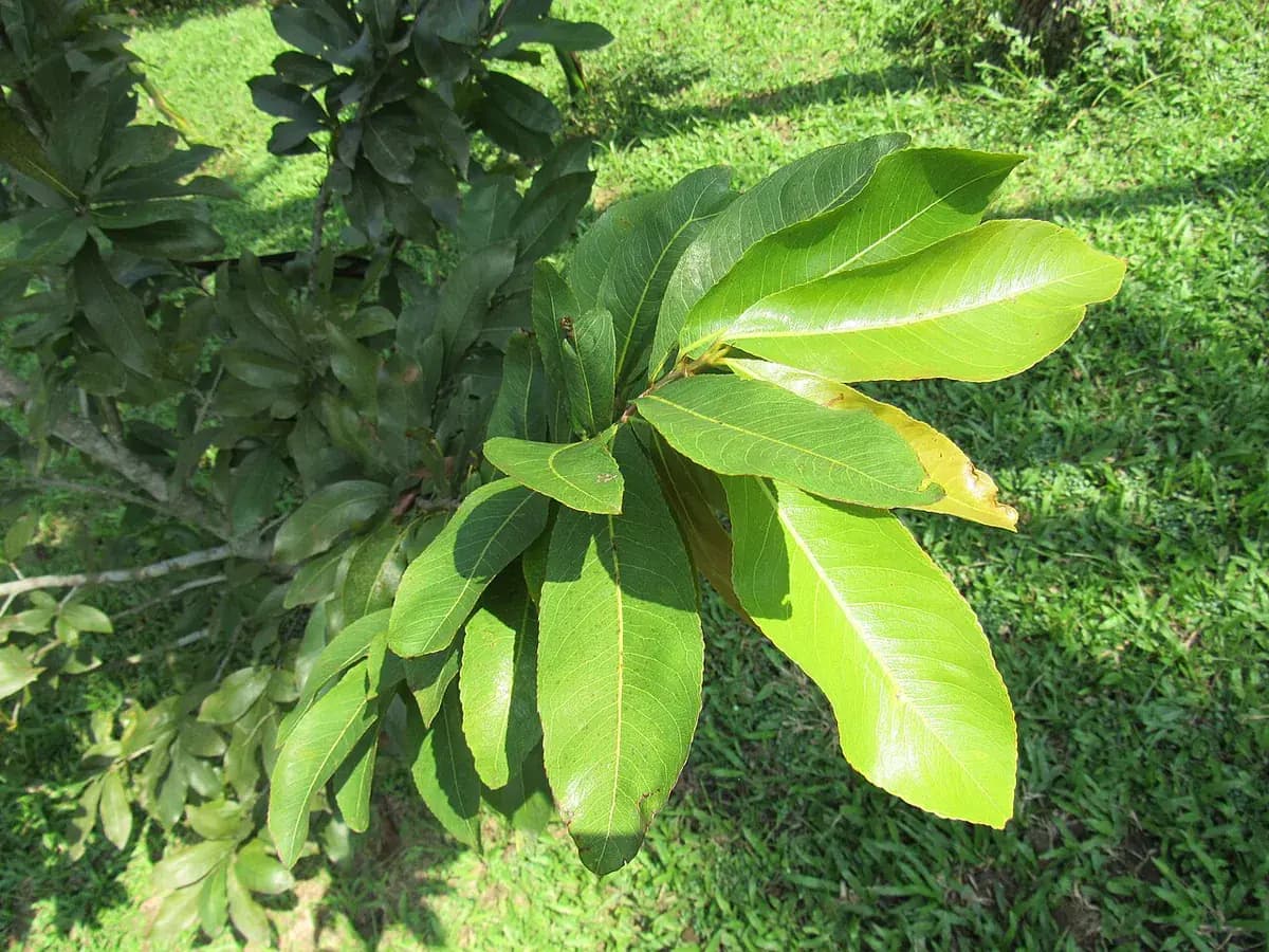 Pistachero — foto real
