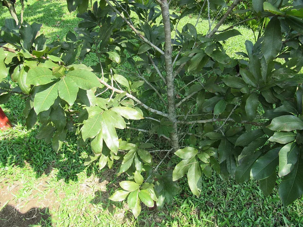Pistachero — foto real