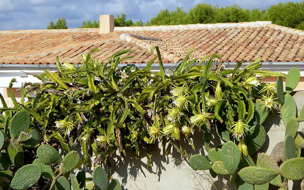 Pitaya (fruta del dragón) blanca — foto real