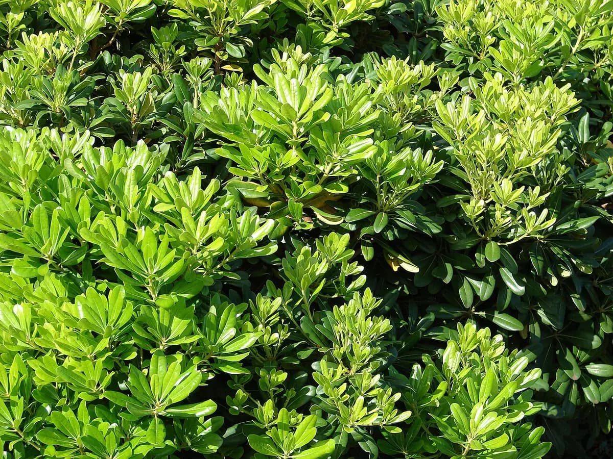 Pitosporo — foto real