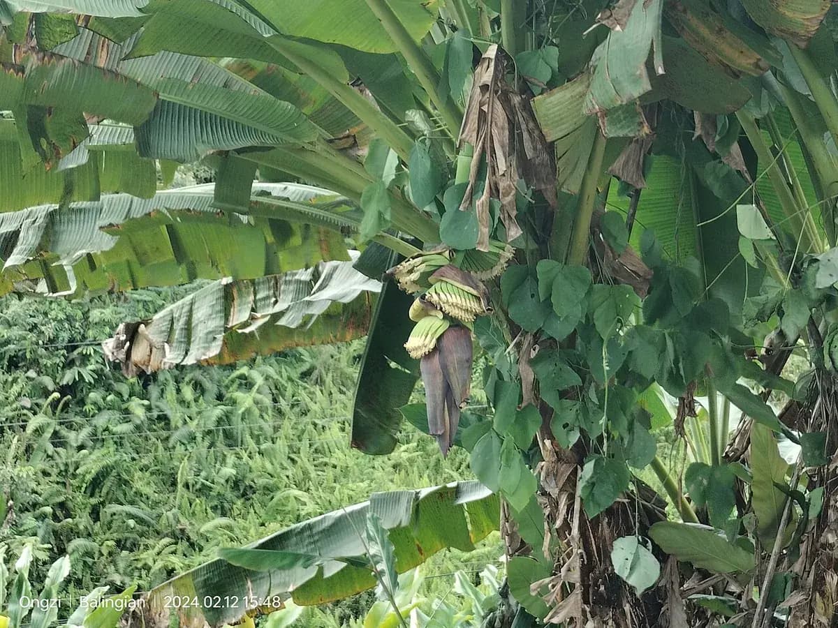 Plátano canario — foto real