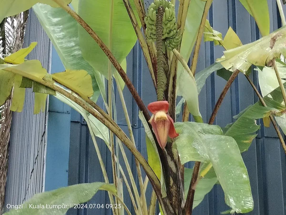 Plátano canario — foto real