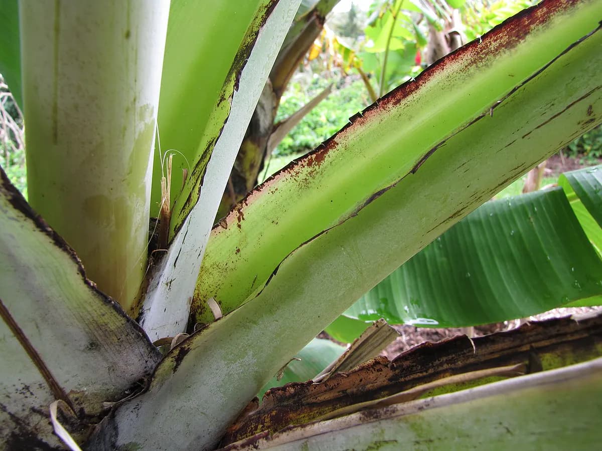 Plátano canario — foto real