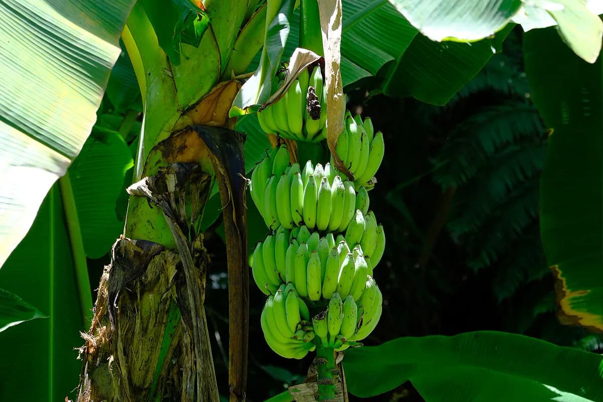 Plátano canario — foto real