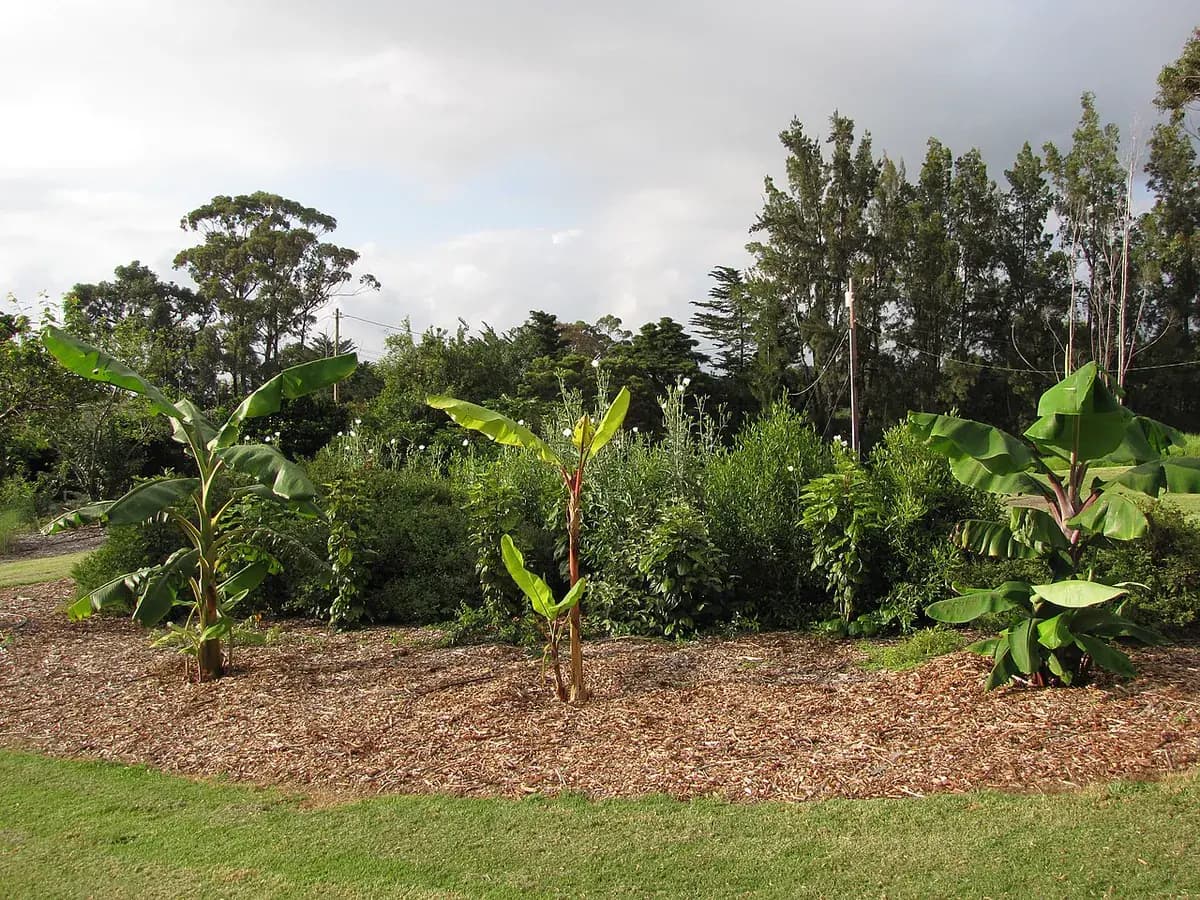 Banano enano Cavendish — foto real