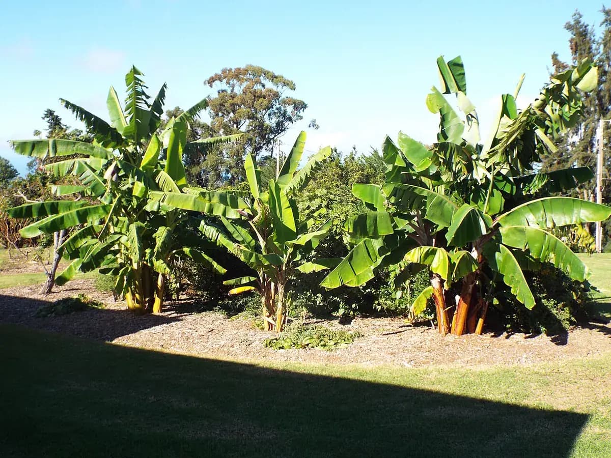 Banano enano Cavendish — foto real