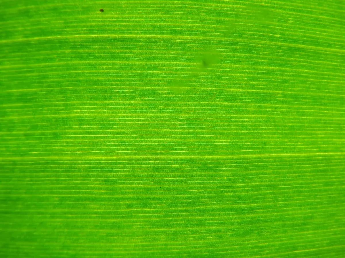 Banano enano Cavendish — foto real