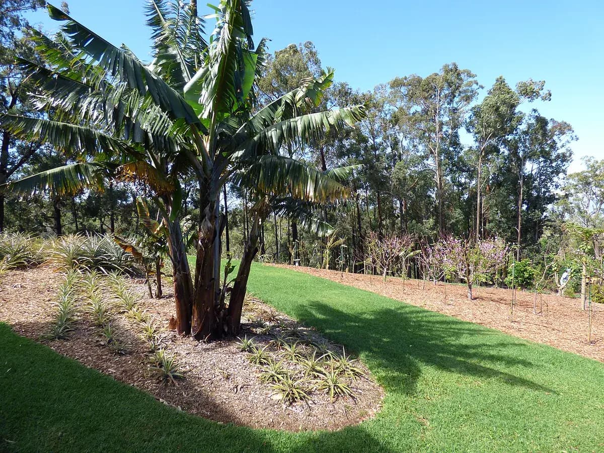 Banano enano Cavendish — foto real