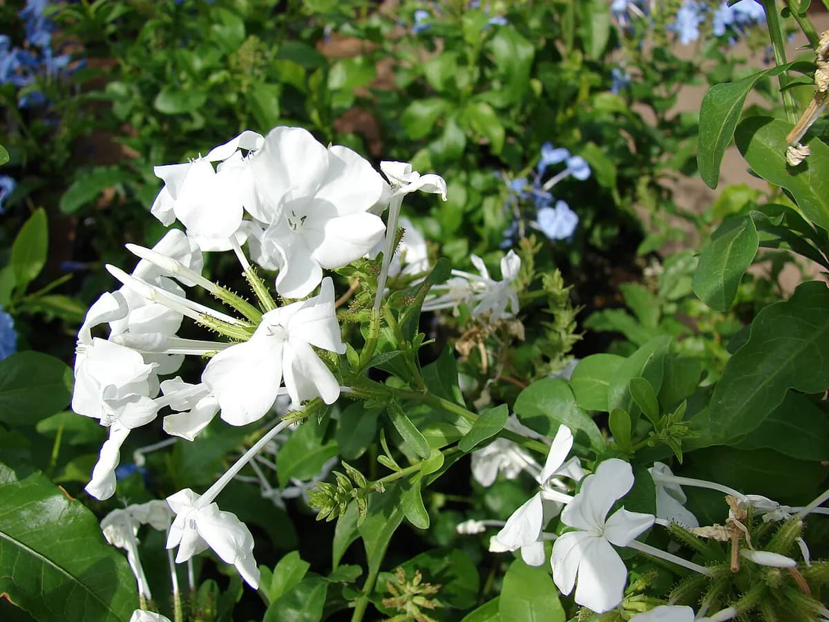 Plumbago del Cabo — foto real
