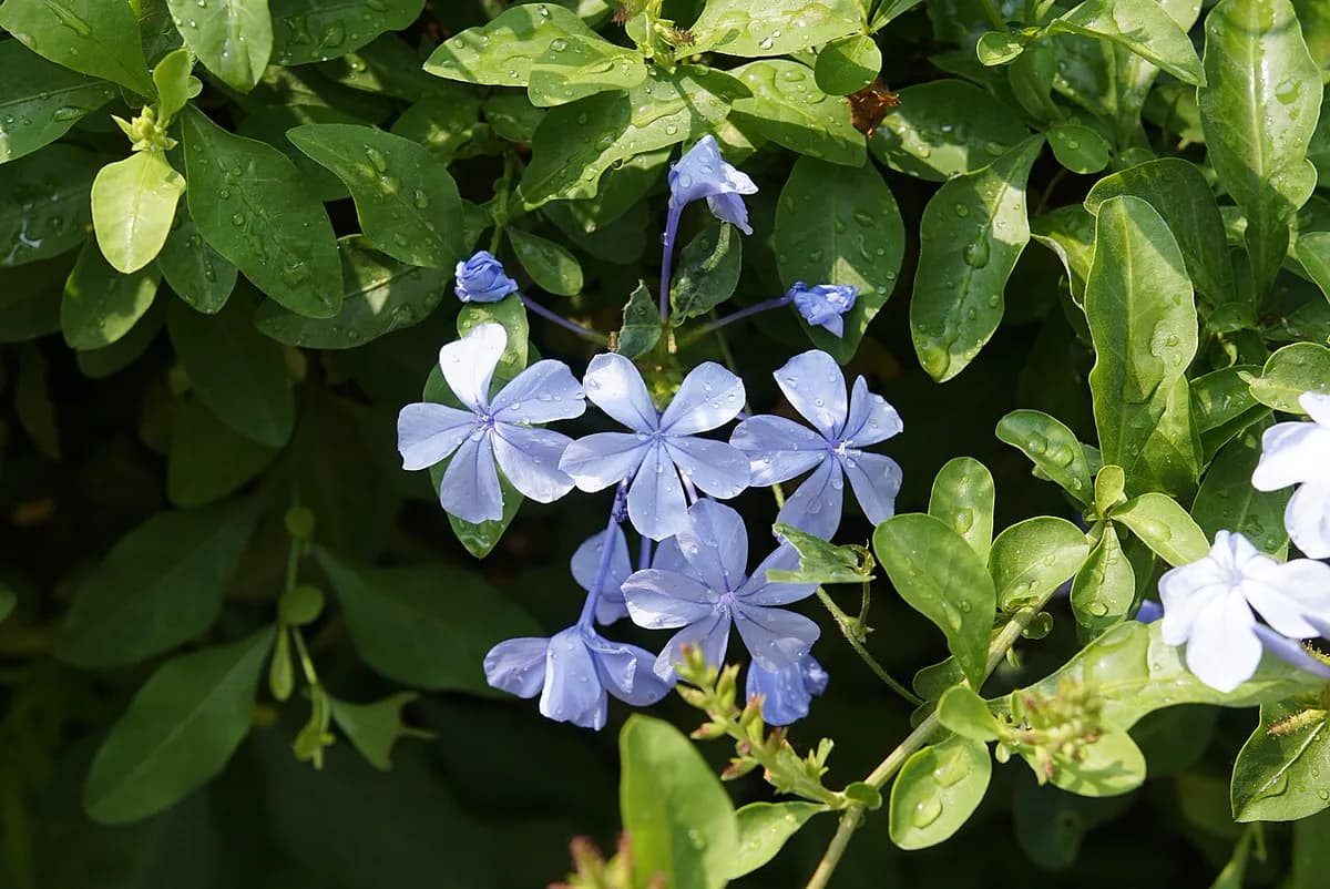 Plumbago del Cabo — foto real