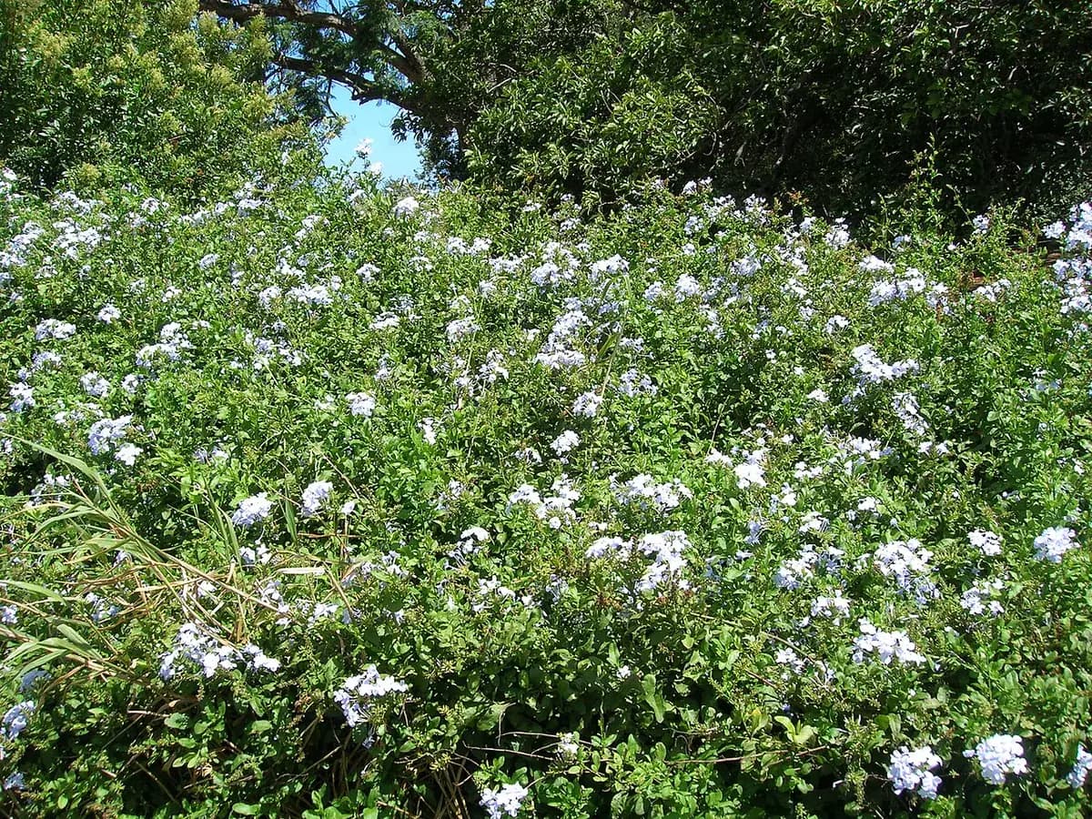 Plumbago del Cabo — foto real