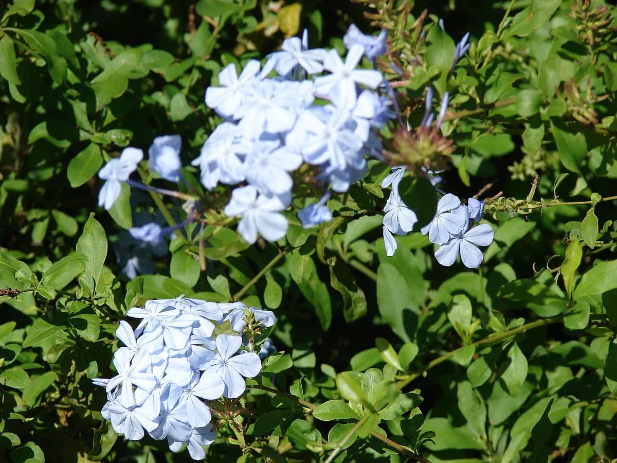 Plumbago del Cabo — foto real