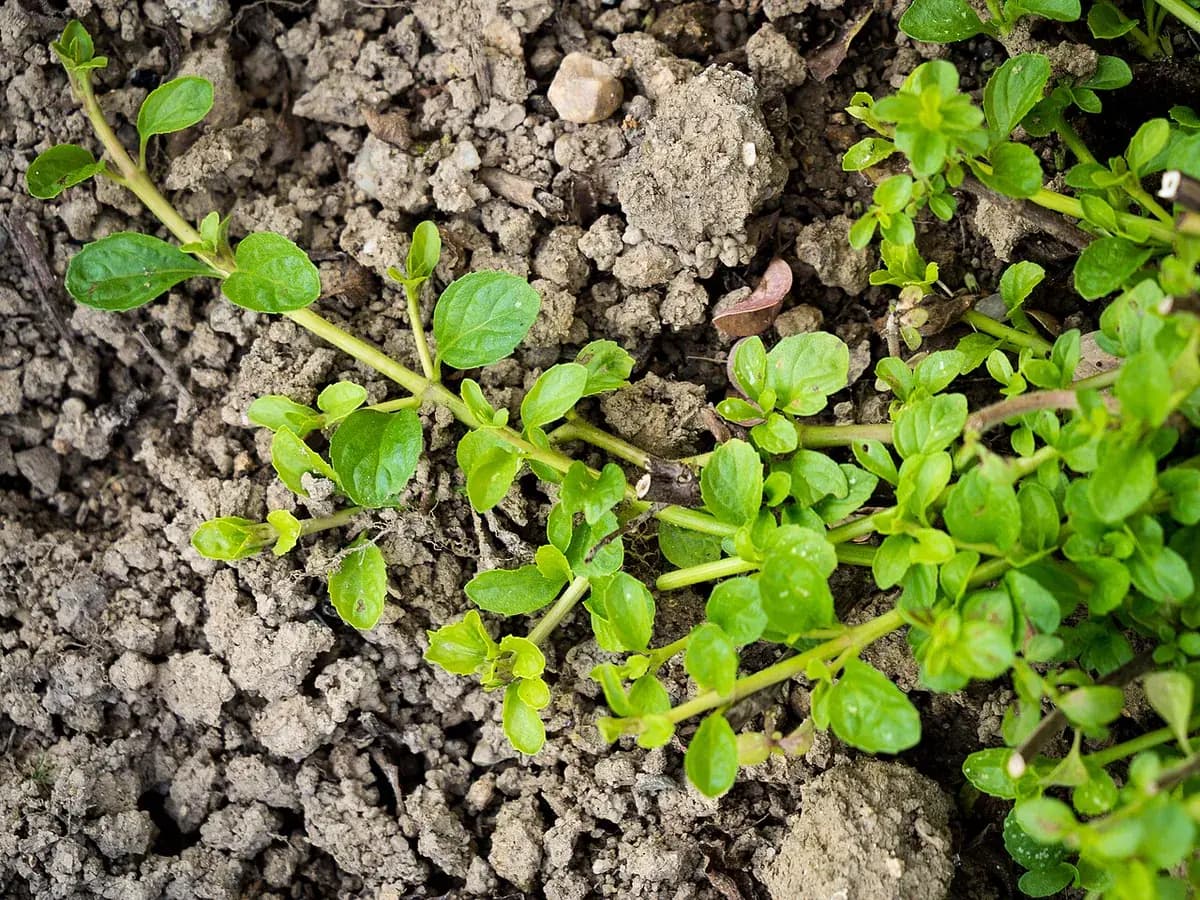 Poleo-menta — foto real