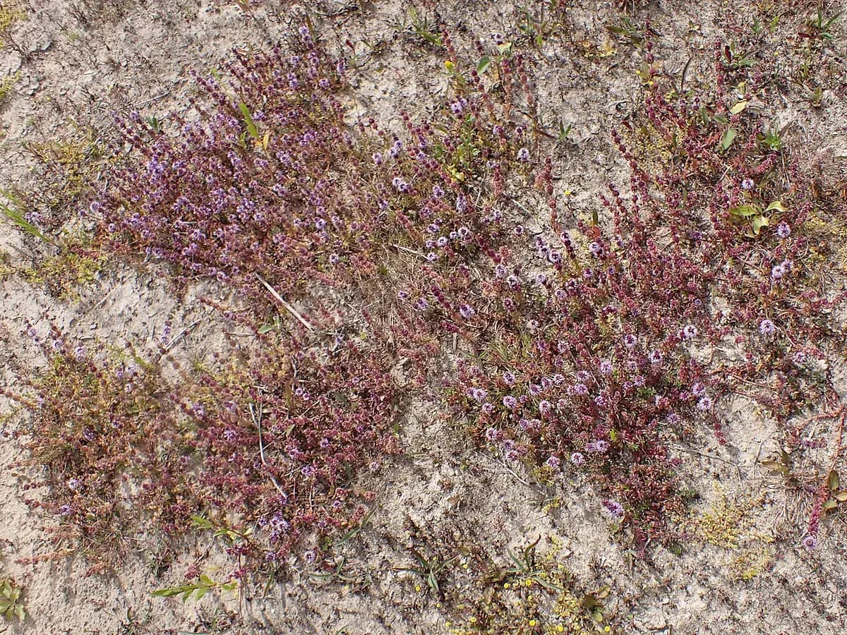 Poleo-menta — foto real