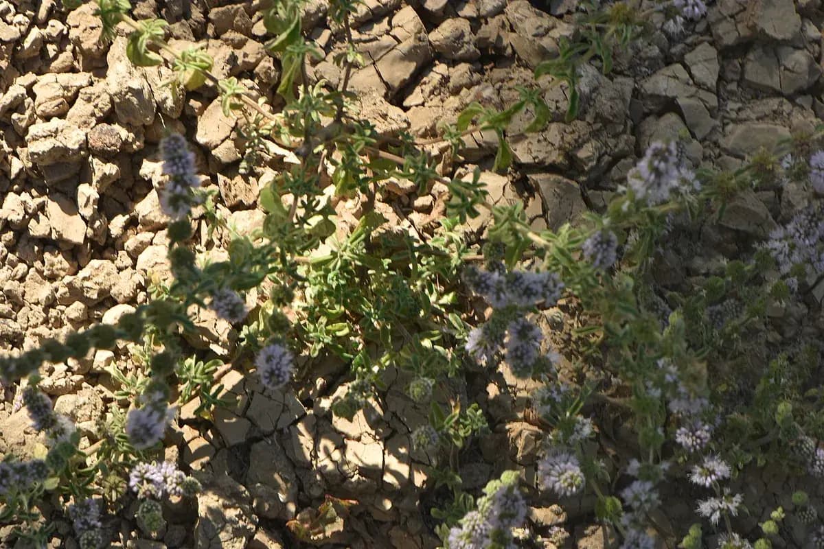 Poleo-menta — foto real