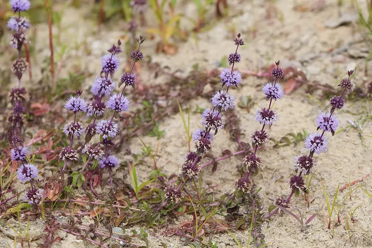 Poleo-menta — foto real