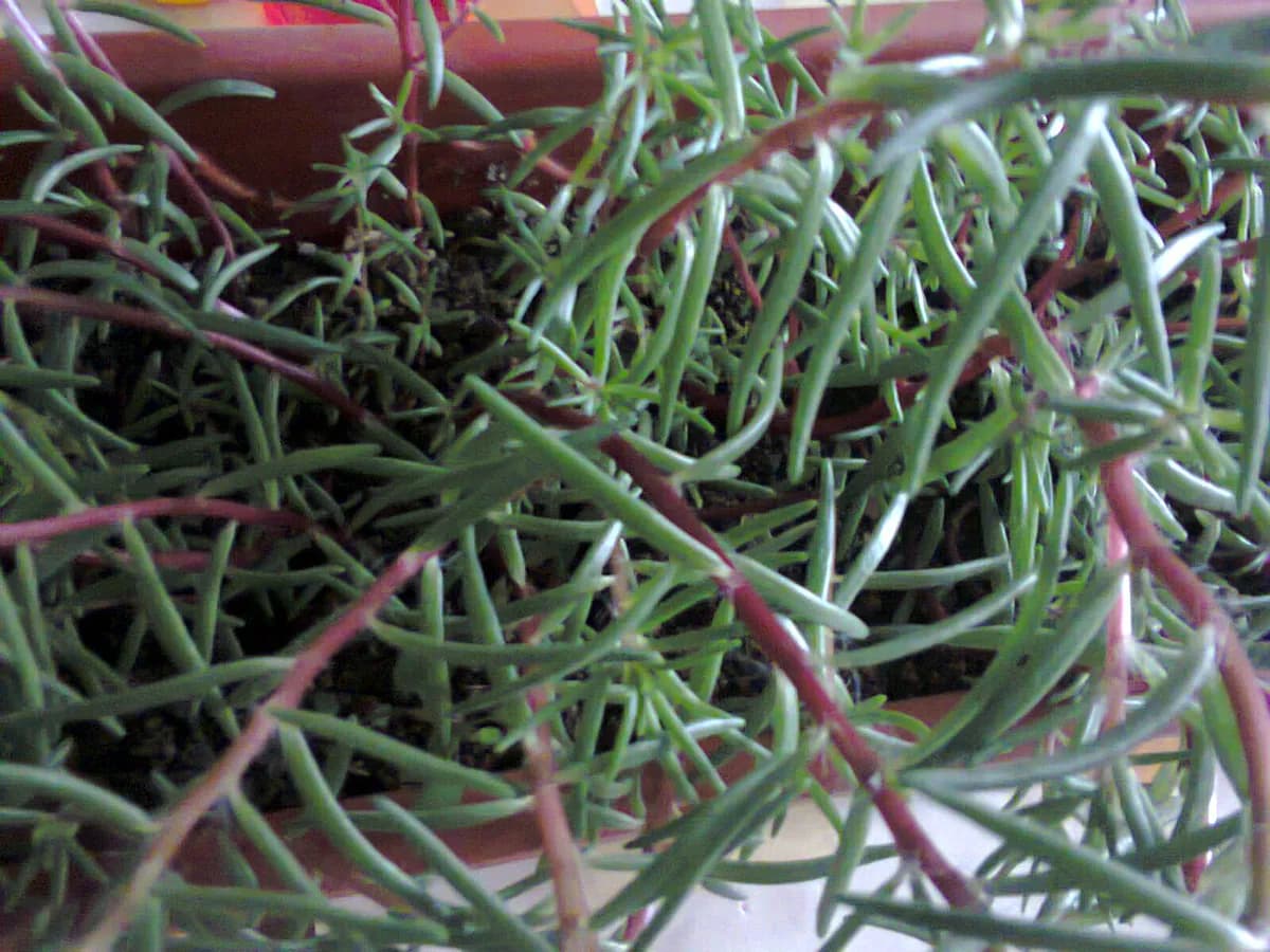 Portulaca — foto real
