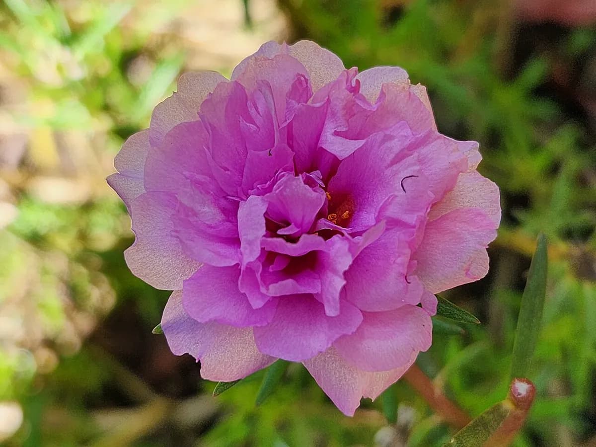 Portulaca — foto real
