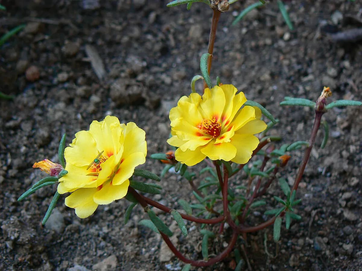 Portulaca — foto real
