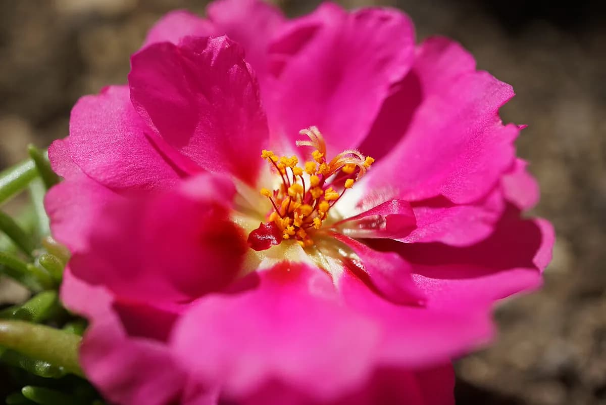 Portulaca — foto real
