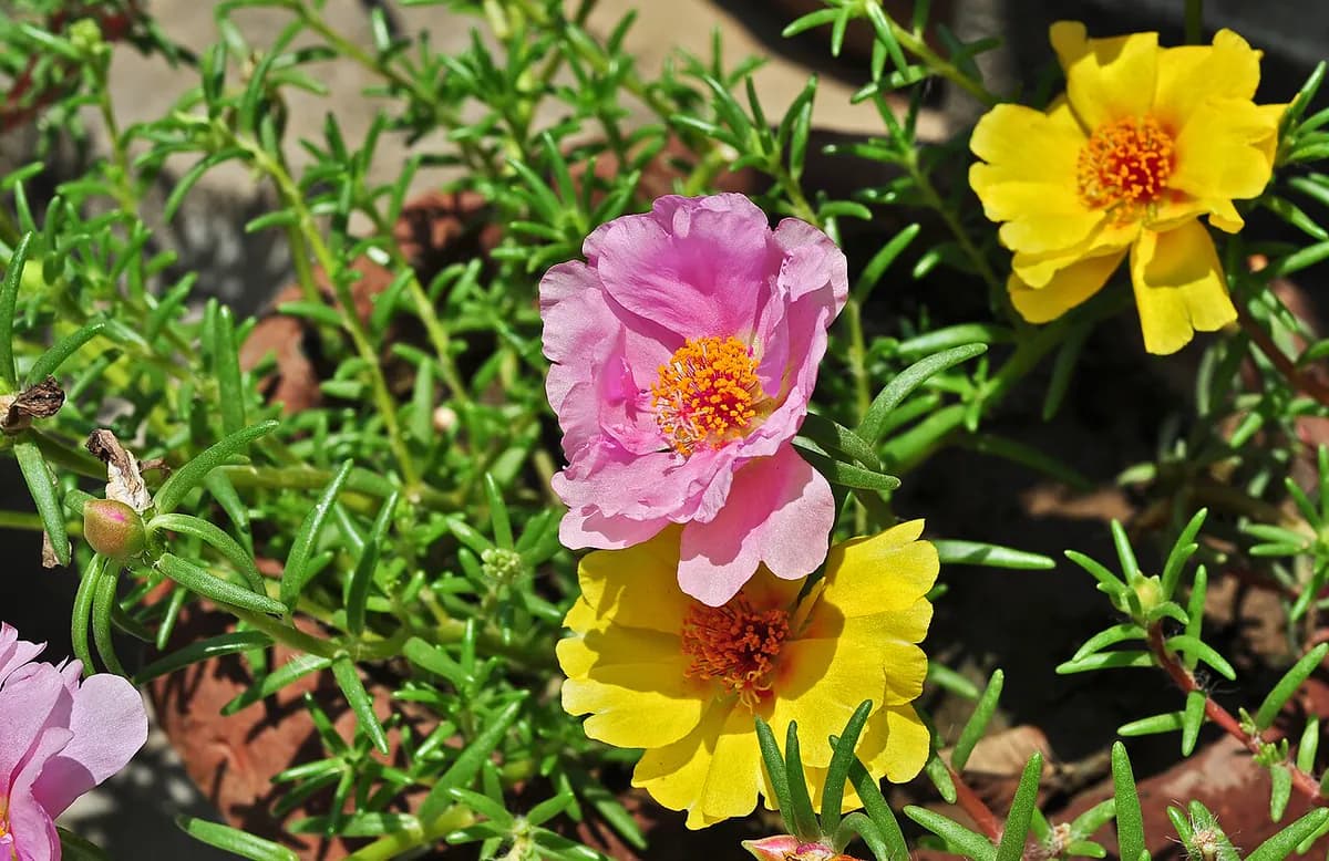 Portulaca de flor — foto real