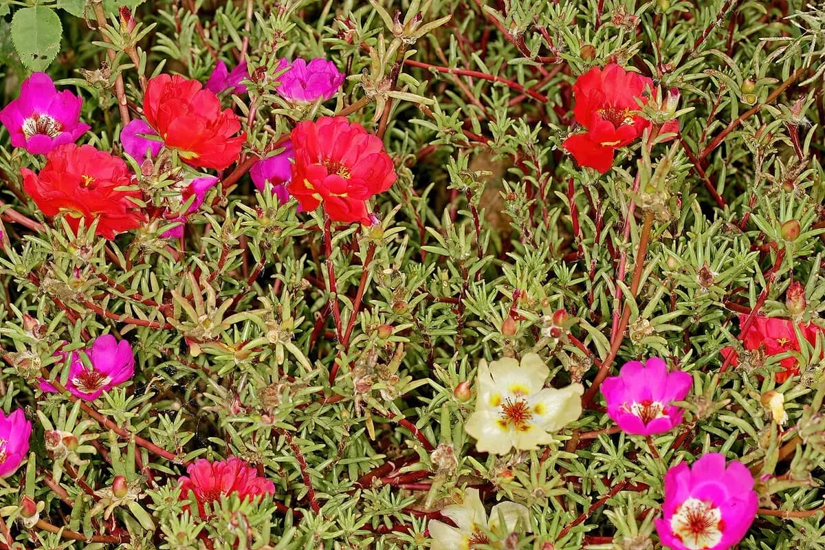 Portulaca de flor — foto real