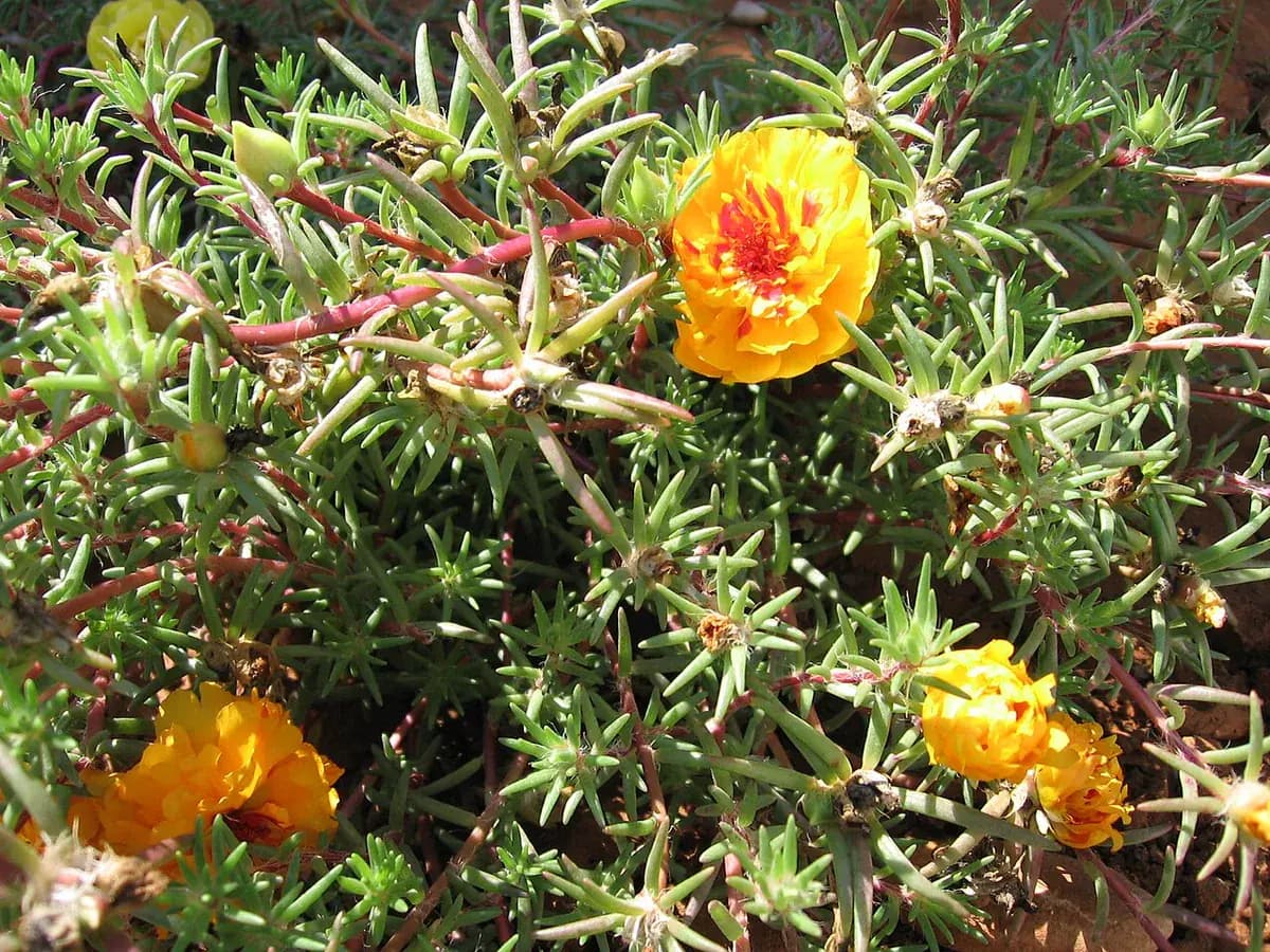 Portulaca de flor — foto real
