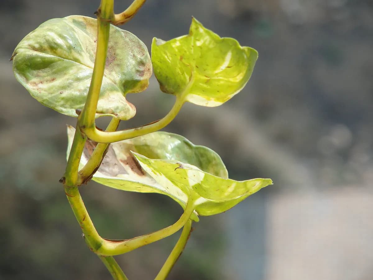 Pothos dorado — foto real