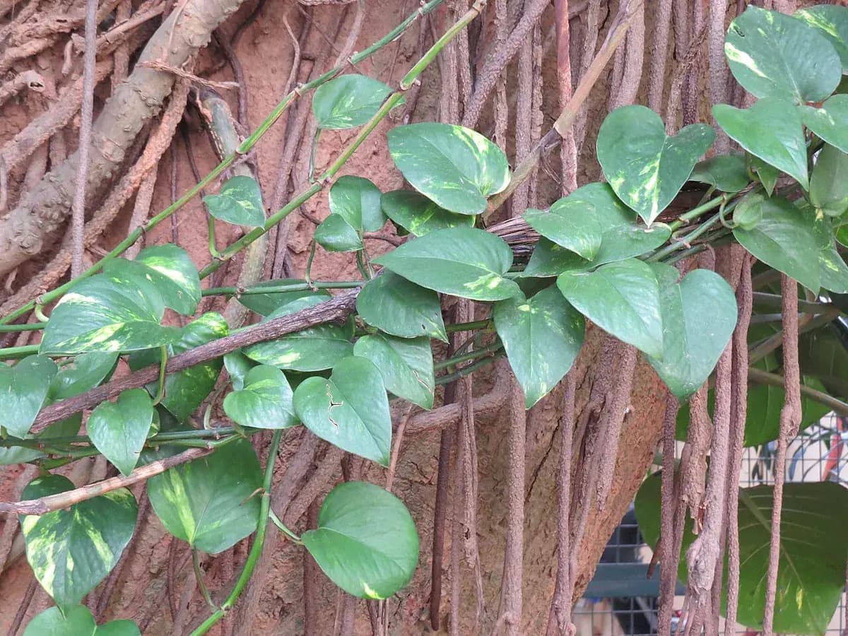 Pothos dorado — foto real