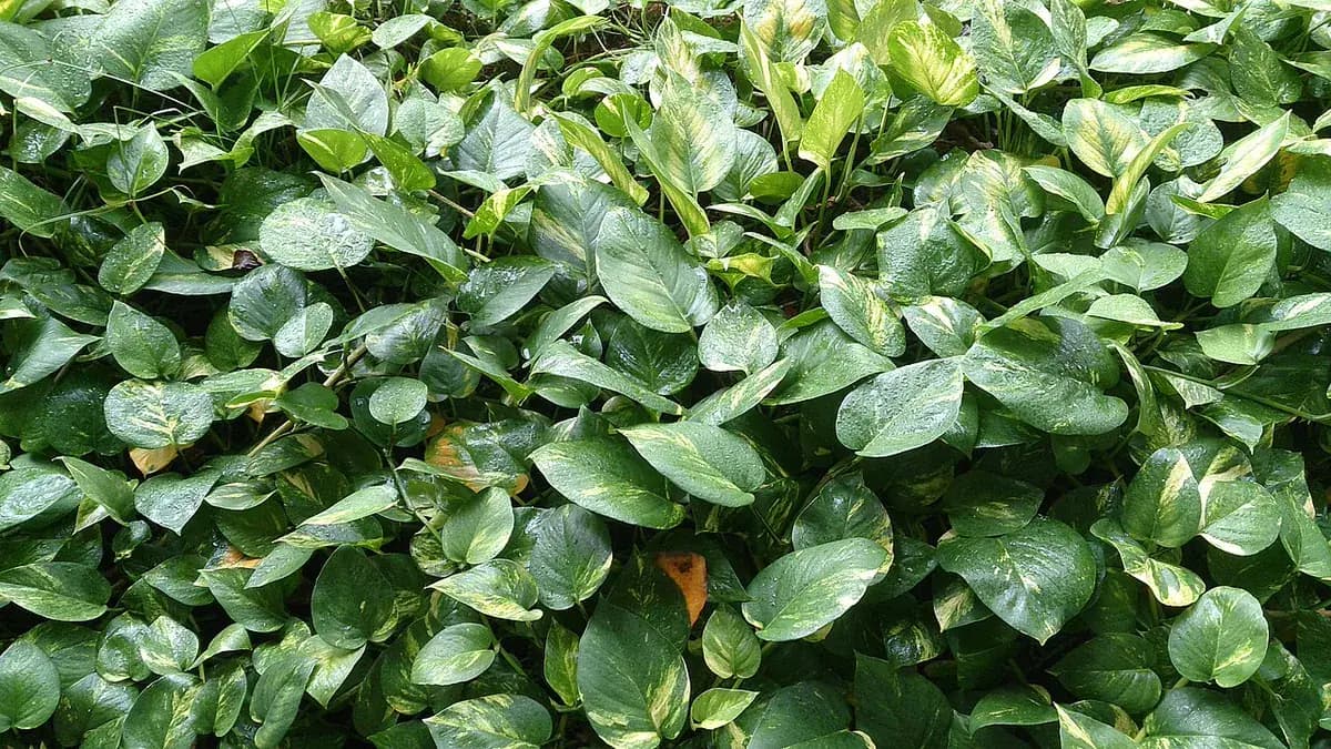 Pothos dorado — foto real