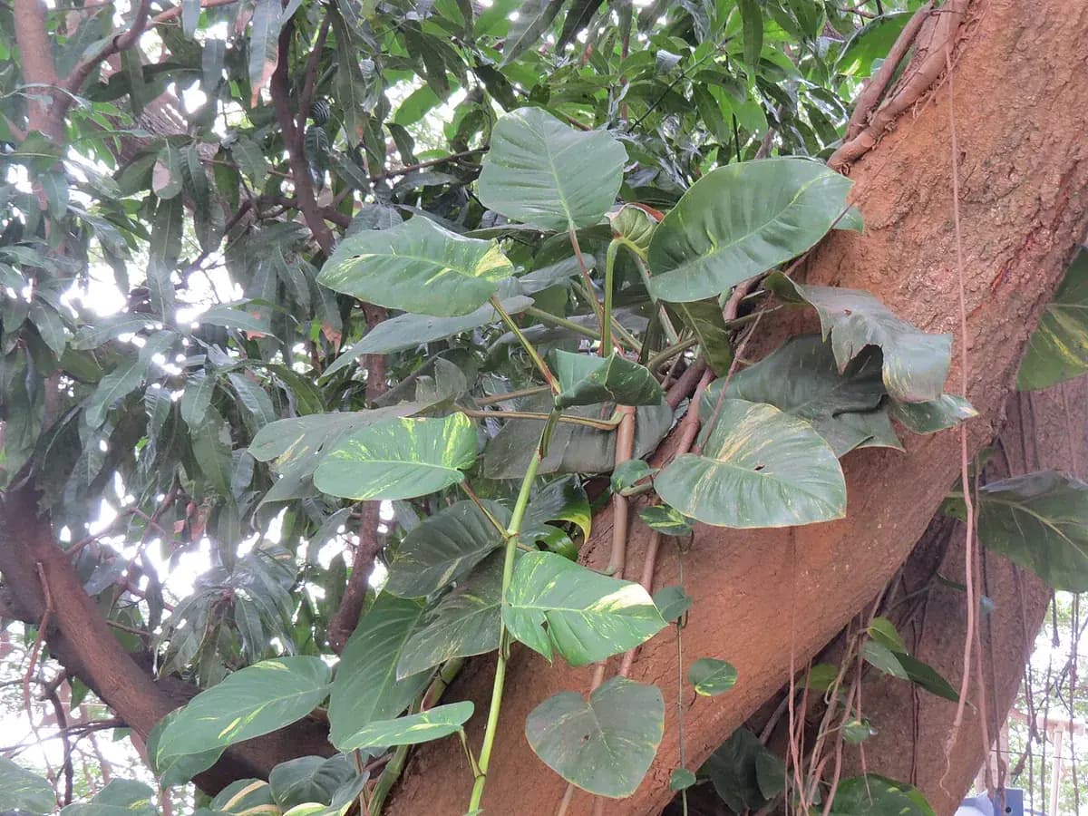 Pothos neón — foto real