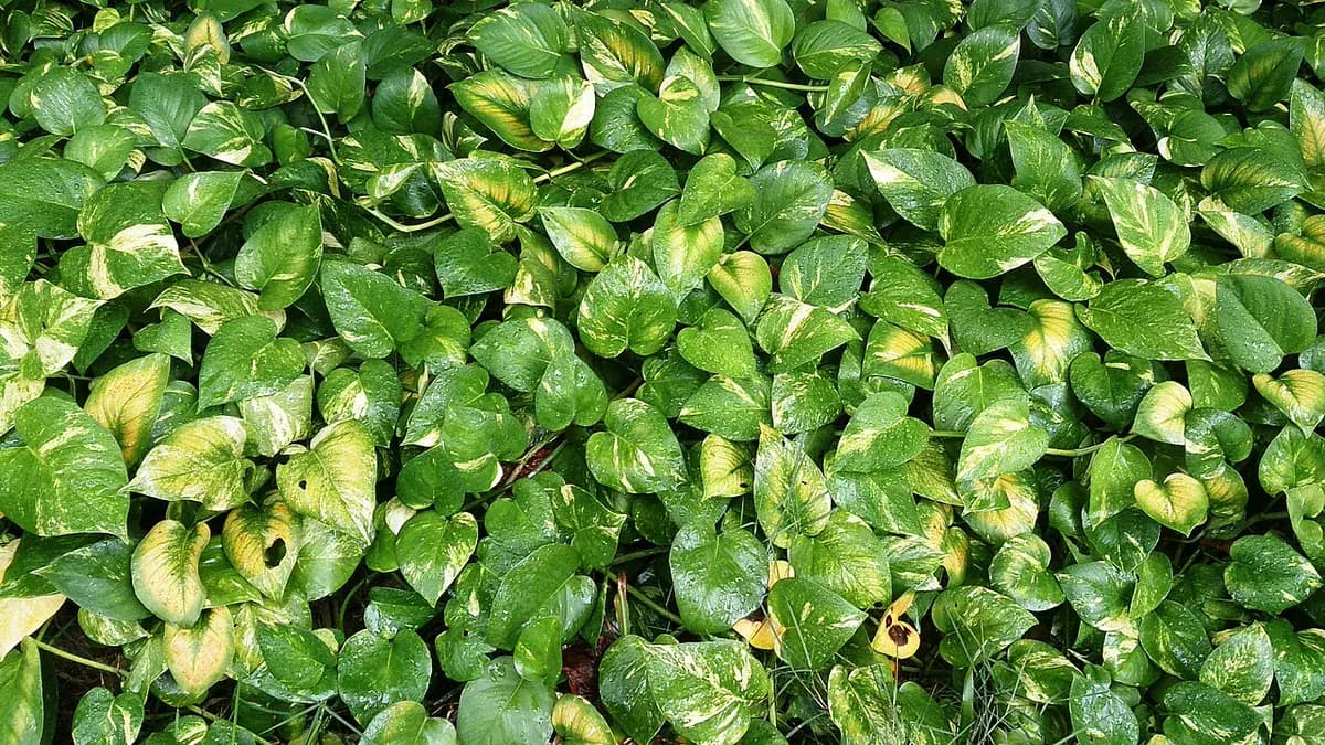Pothos neón — foto real