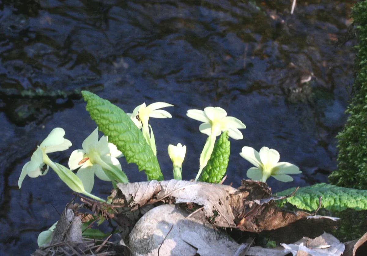 Primavera — foto real