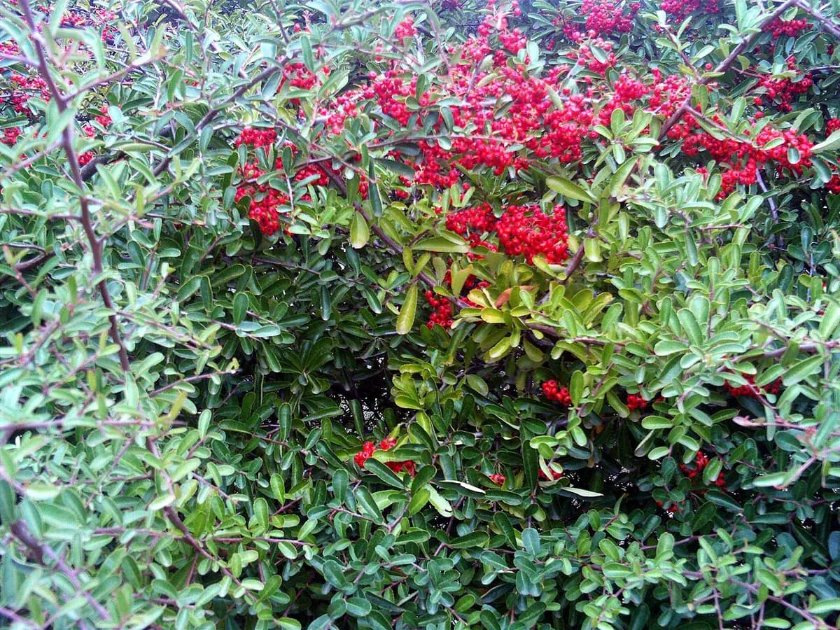 Piracanto — foto real