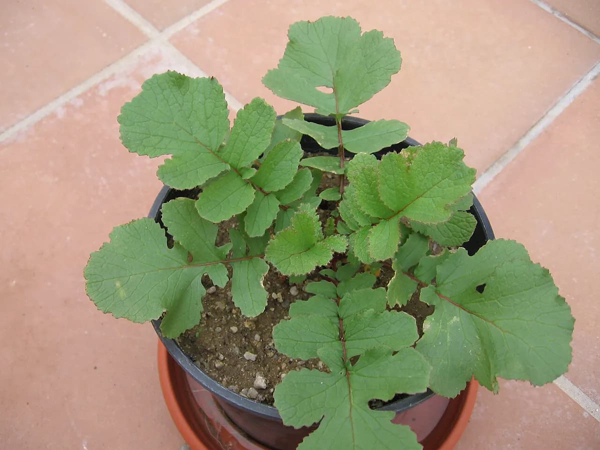 Rábano Daikon — foto real