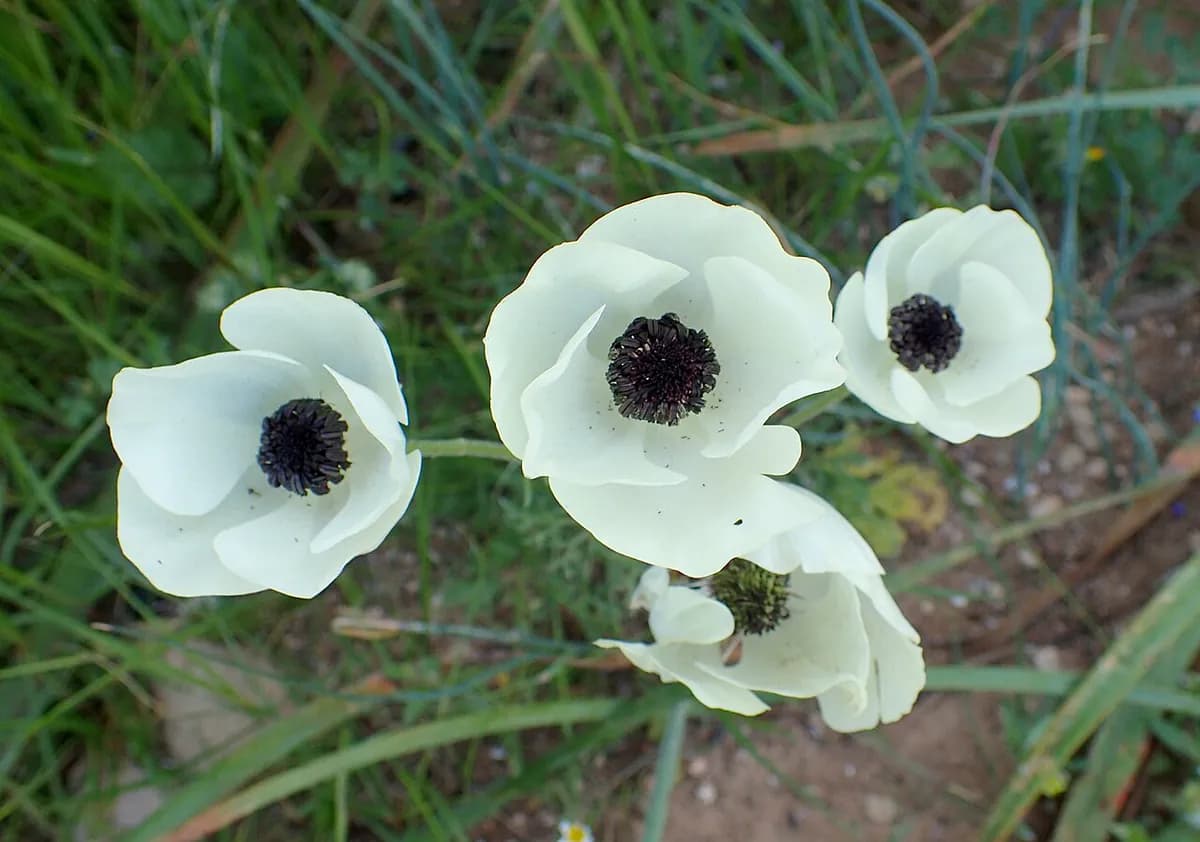 Ranúnculo (Ranunculus asiaticus) — foto real