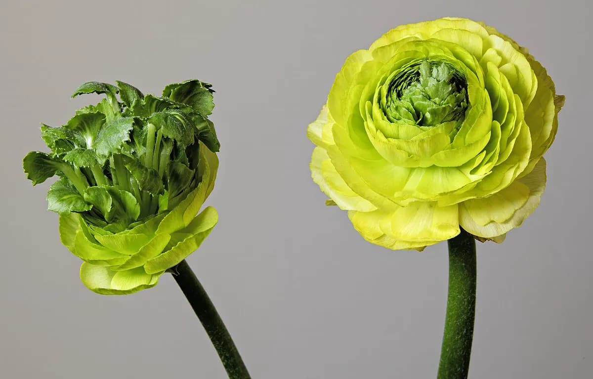 Ranúnculo (Ranunculus asiaticus) — foto real