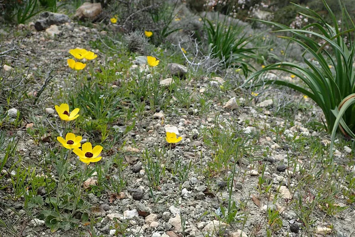 Ranúnculo (Ranunculus asiaticus) — foto real
