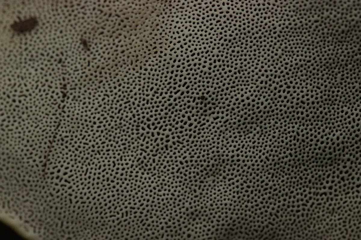 Reishi — foto real