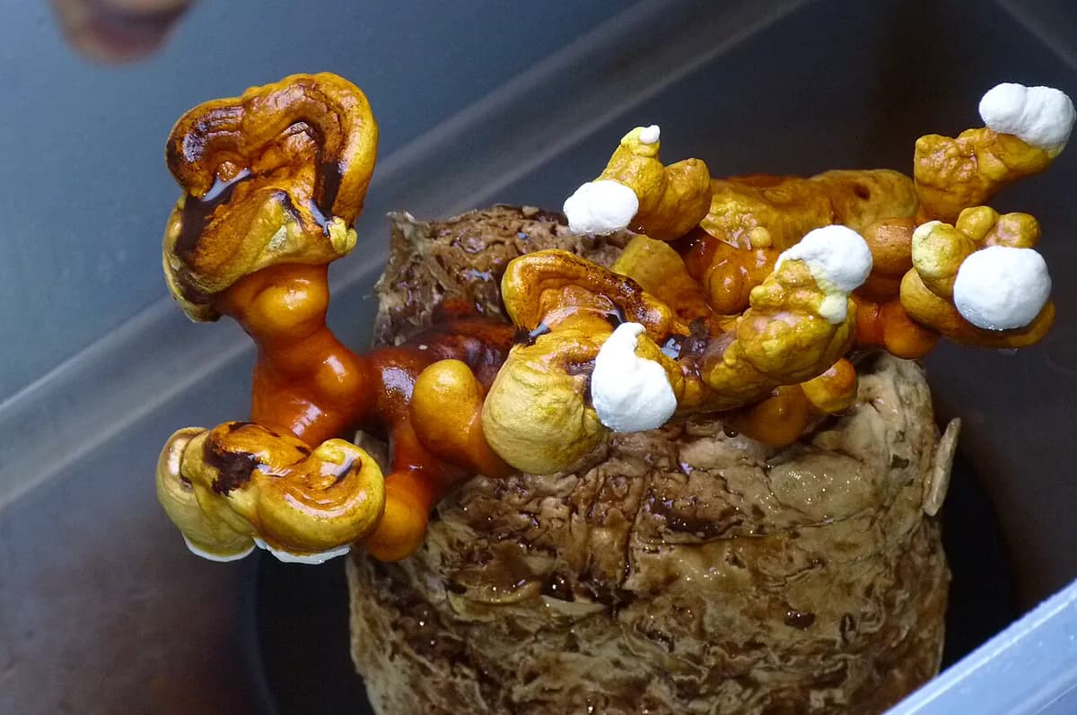 Reishi — foto real