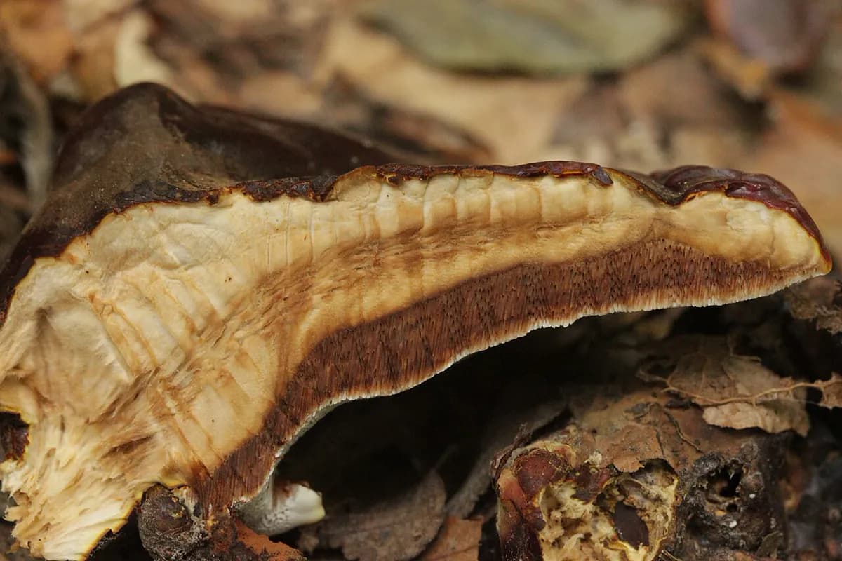 Reishi — foto real