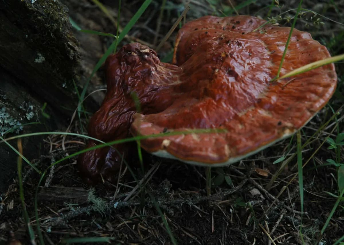 Reishi — foto real