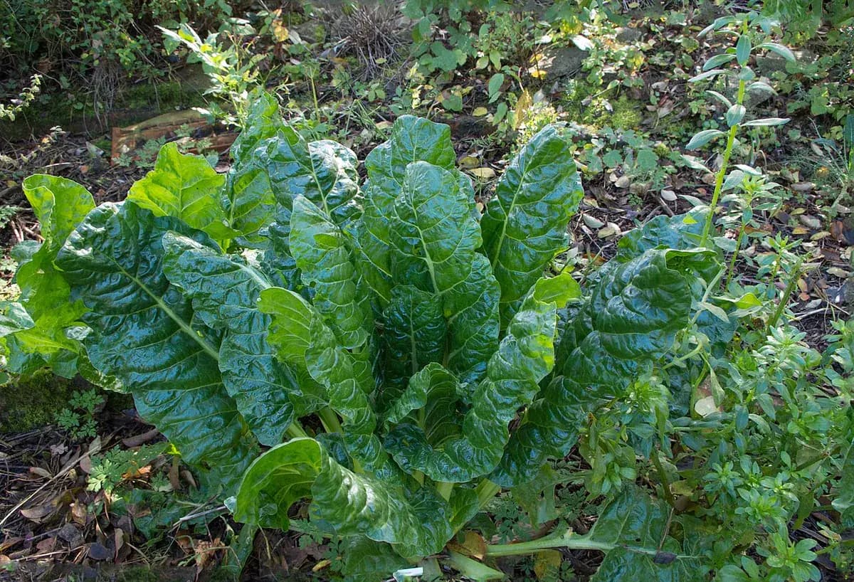 Remolacha Chioggia — foto real