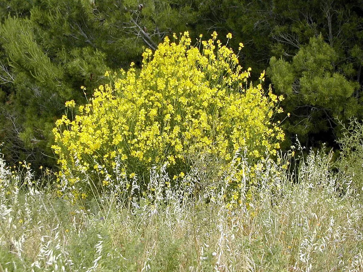 Retama de olor — foto real