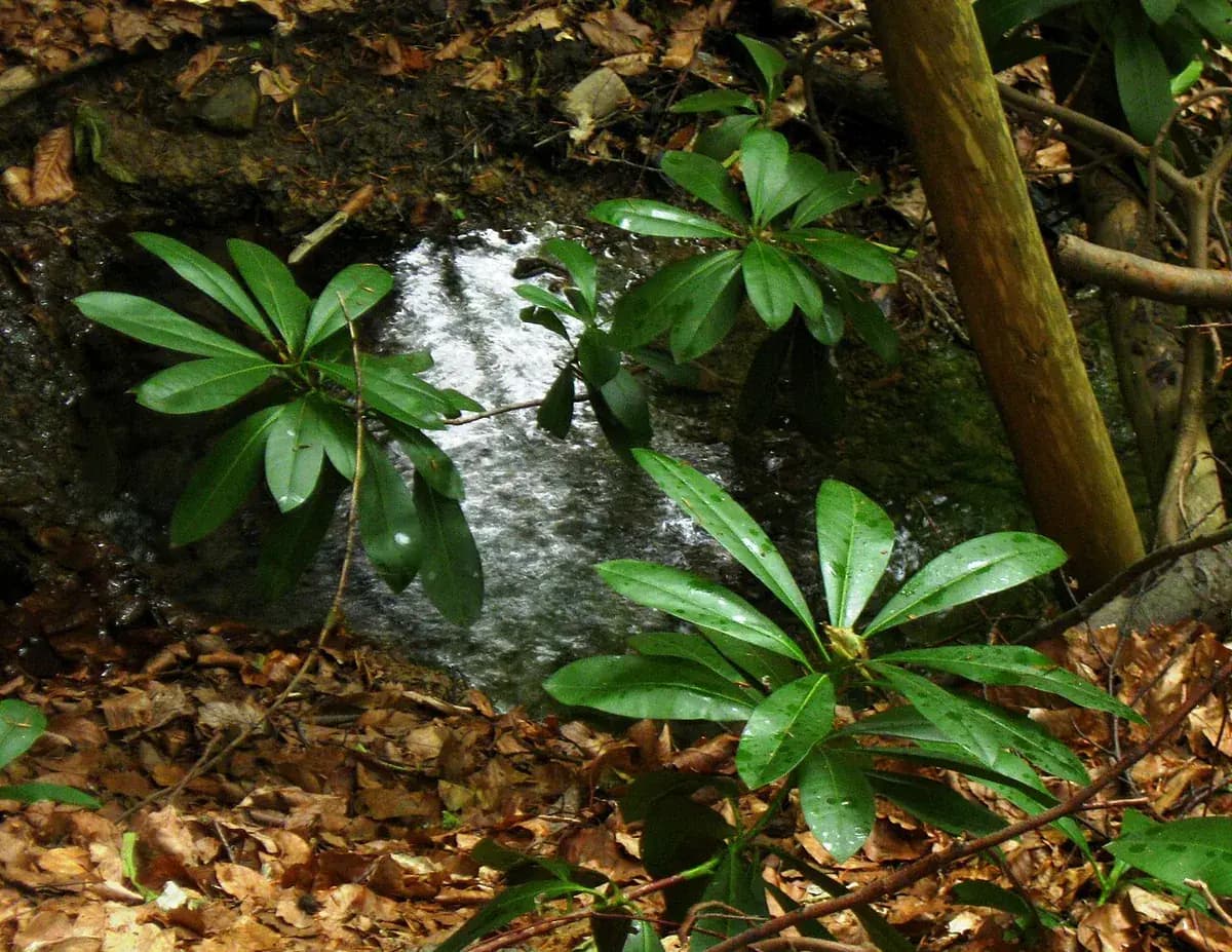 Rododendro — foto real
