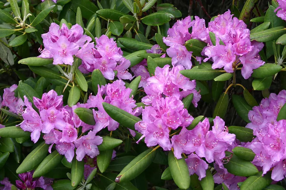 Rododendro — foto real